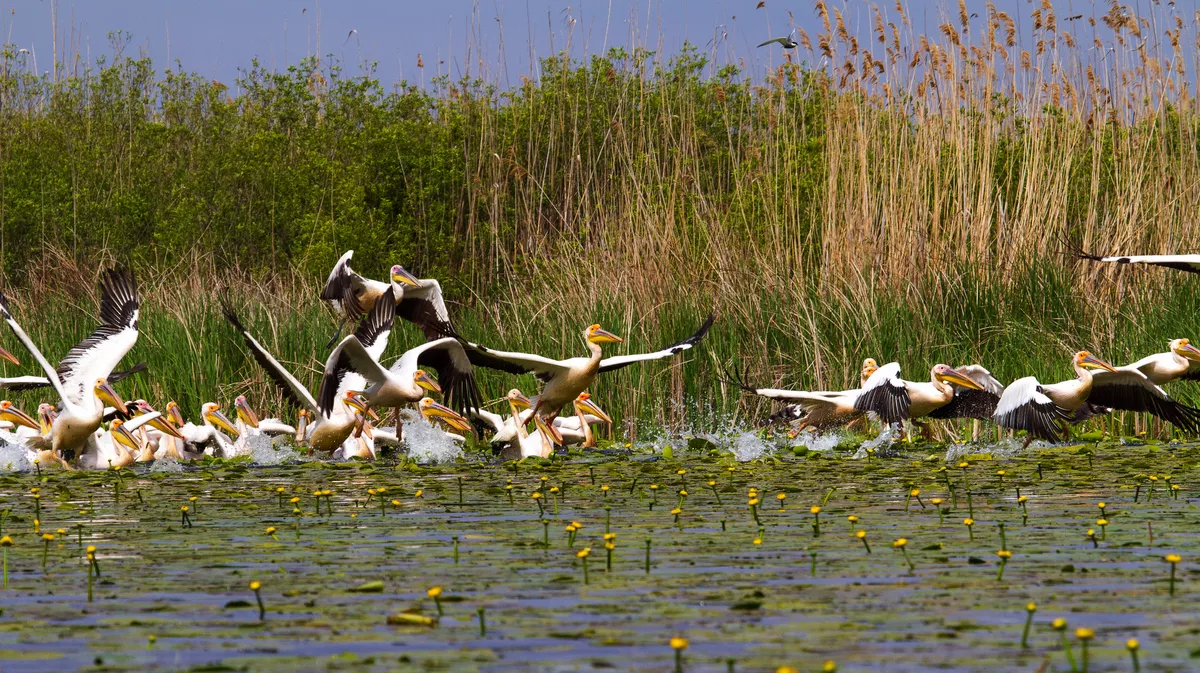Pelikane im Donaudelta - © Gerhard - stock.adobe.com