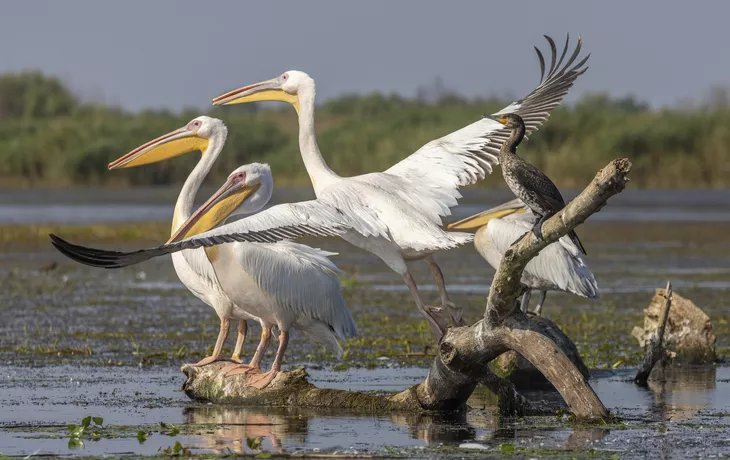 © Maria - stock.adobe.com - Rosapelikan im Donaudelta