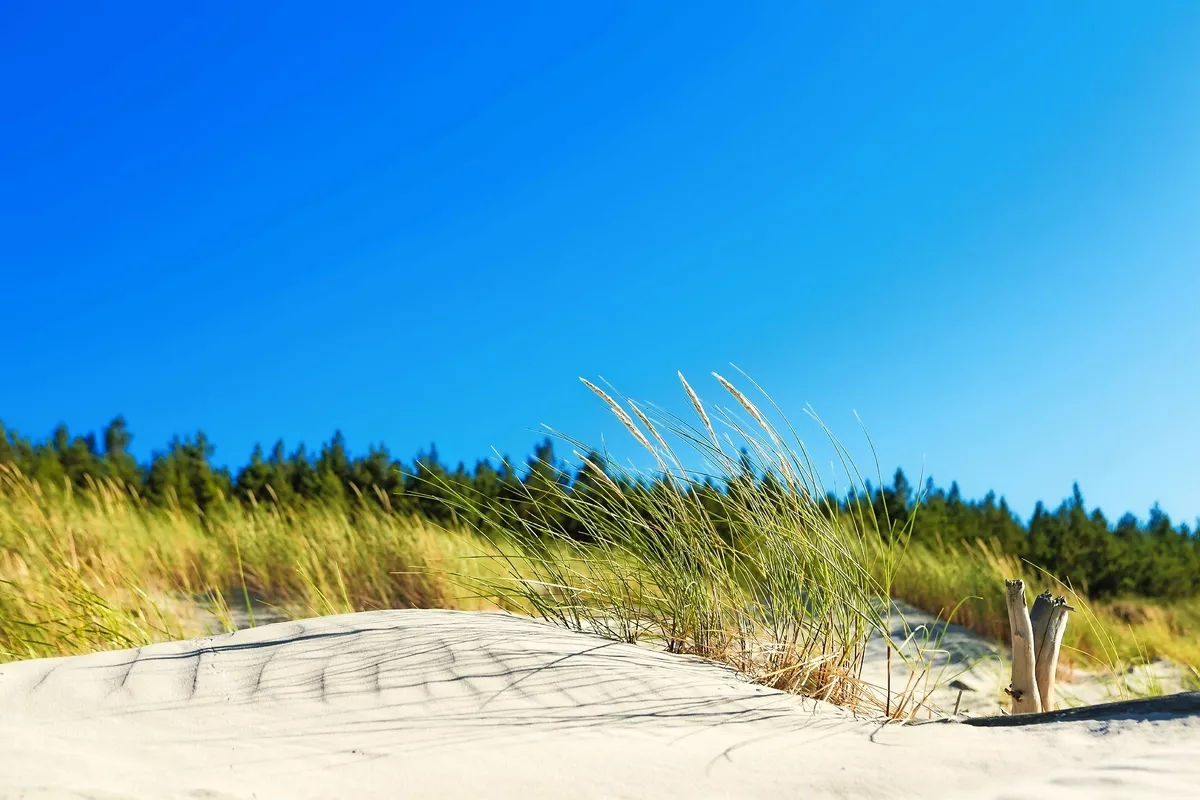 Dünen in Swindemünde, Polen - © arsdigital - Fotolia