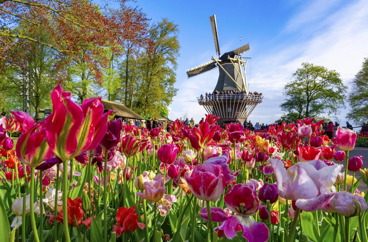 Keukenhof - © Getty Images