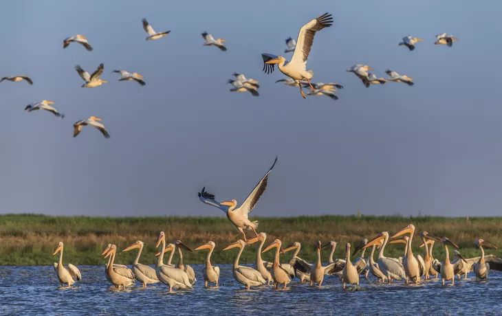 © porojnicu - Fotolia - Pélicans blancs, delta du Danube