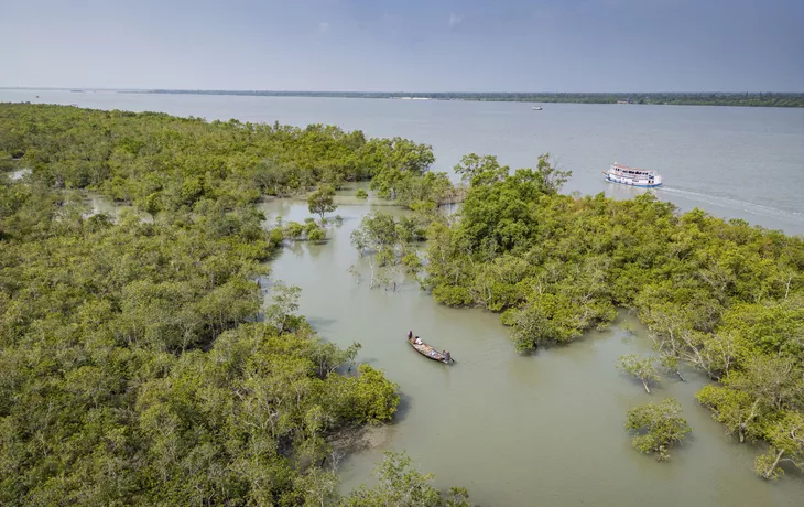 Mangroven in den Sundarbans