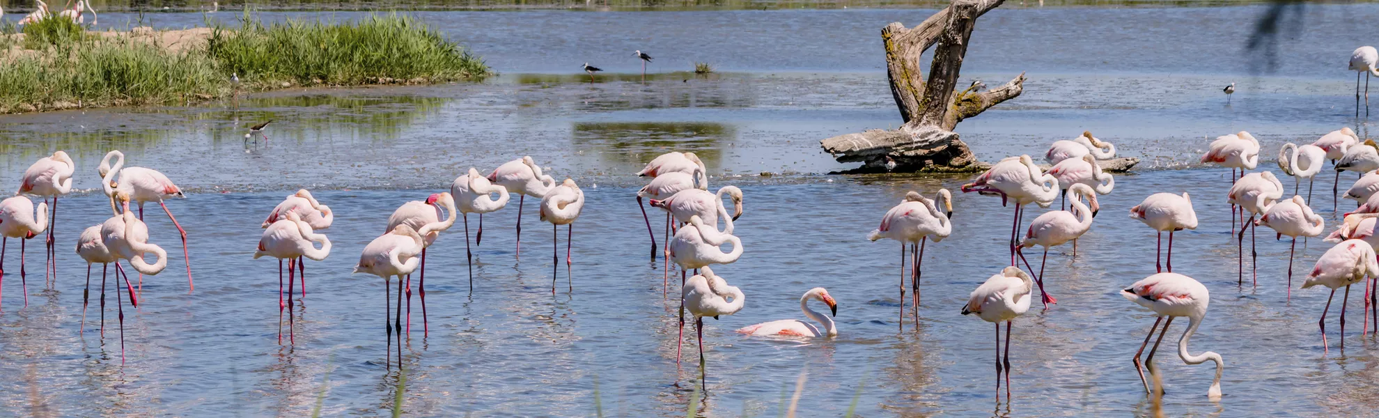 Flamingos in der Camargue - © Gerald Villena - stock.adobe.com