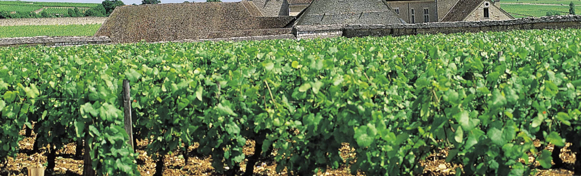 Clos de Vougeot