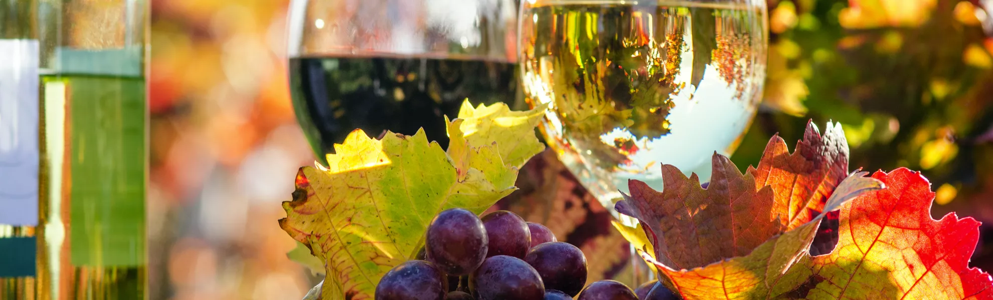 Genuss in der Pfalz: Weinprobe im Herbst, Rotwein, Weißwein,Weinglas und Trauben im Weinberg - ©doris oberfrank-list - stock.adobe.com
