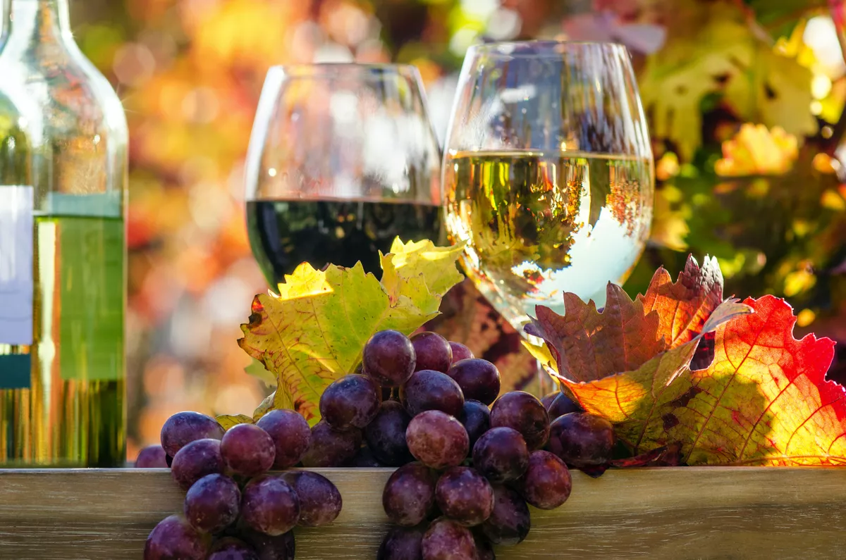 Genuss in der Pfalz: Weinprobe im Herbst, Rotwein, Weißwein,Weinglas und Trauben im Weinberg - ©doris oberfrank-list - stock.adobe.com
