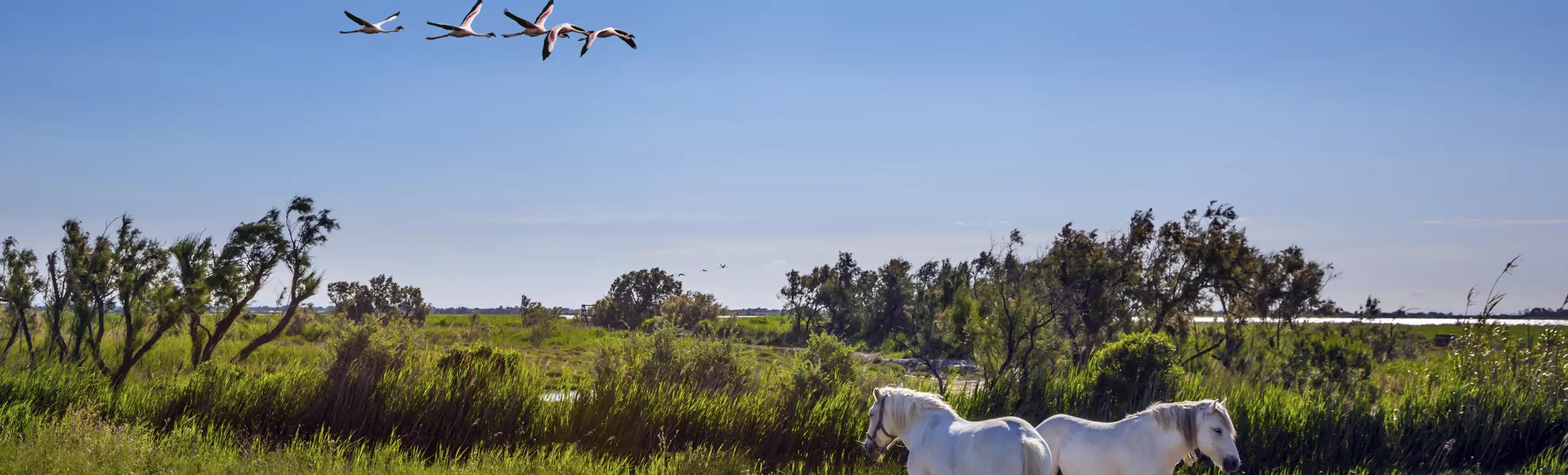 Camargue - © Kushnirov Avraham - stock.adobe.com