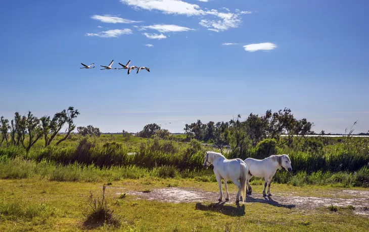 © Kushnirov Avraham - stock.adobe.com - Camargue