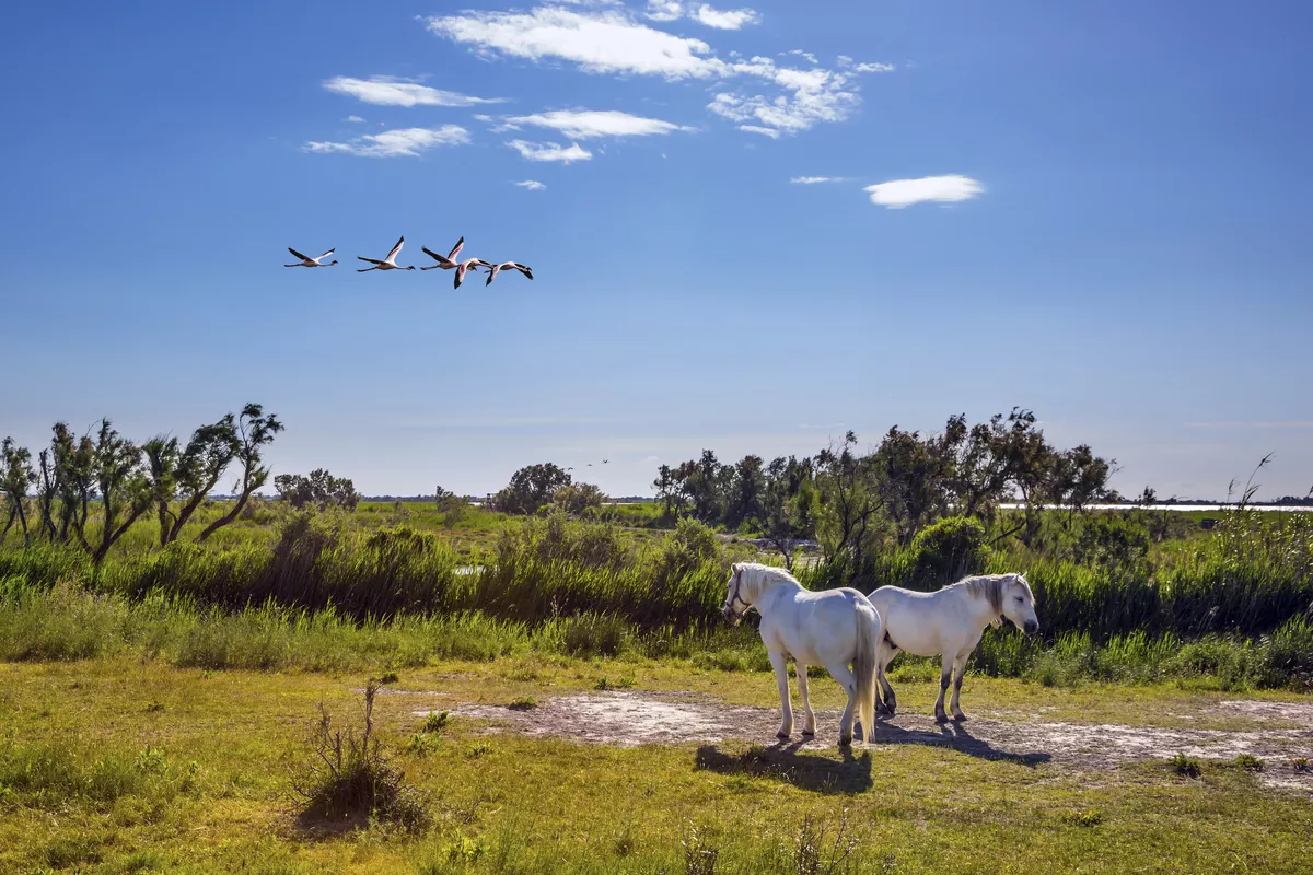 Camargue - © Kushnirov Avraham - stock.adobe.com