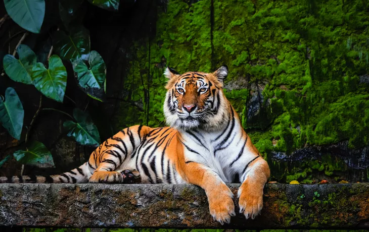© Akkharat J. - stock.adobe.com - Königstiger