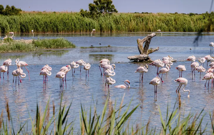© Gerald Villena - stock.adobe.com - Flamants roses en Camargue