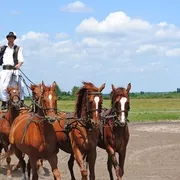 Csikós - Gardiens de chevaux hongrois