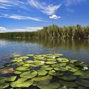 Paysage dans le delta du Danube