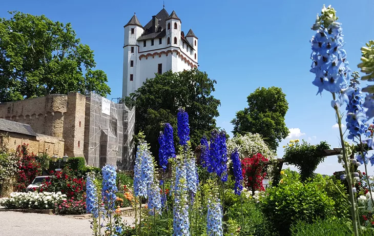 © Ruckszio - stock.adobe.com - Burg Eltville