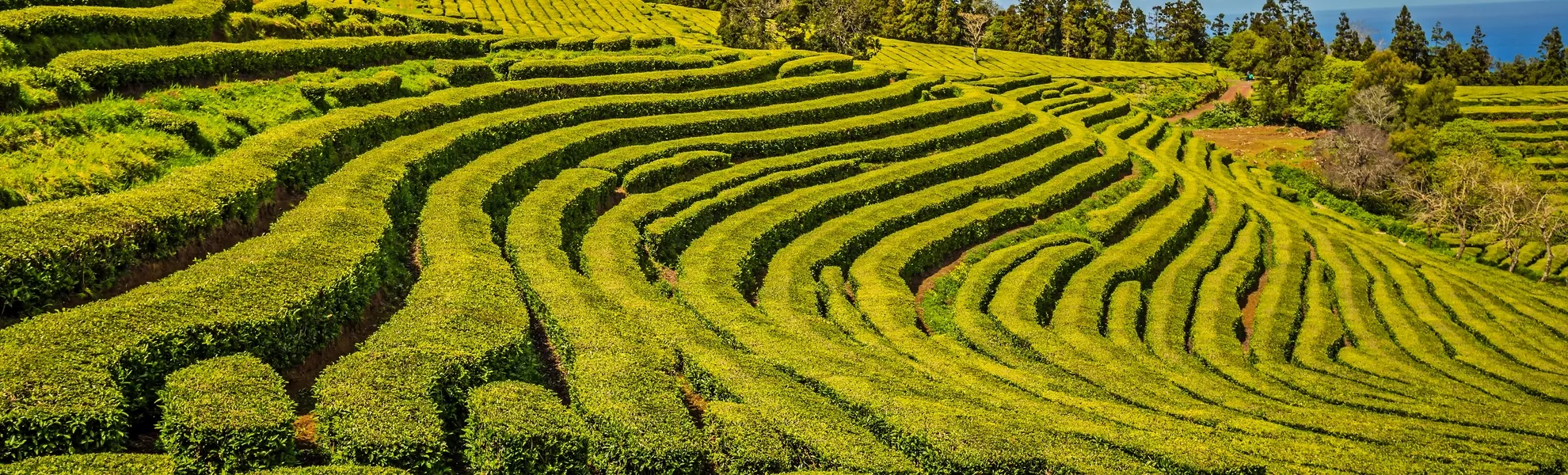 Teeplantage in Porto Formoso auf São Miguel - © Lukasz Janyst - stock.adobe.com