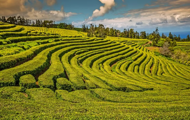 Teeplantage in Porto Formoso auf São Miguel - © Lukasz Janyst - stock.adobe.com