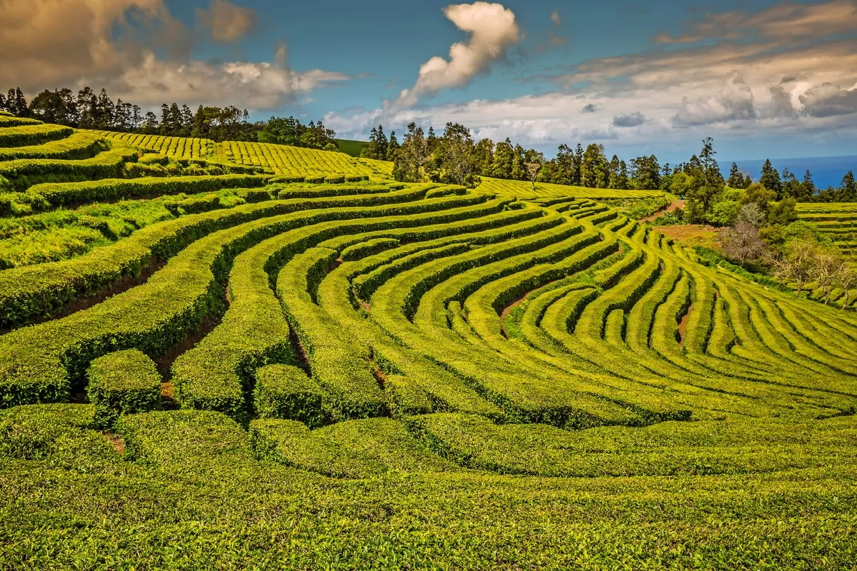 Teeplantage in Porto Formoso auf São Miguel - © Lukasz Janyst - stock.adobe.com