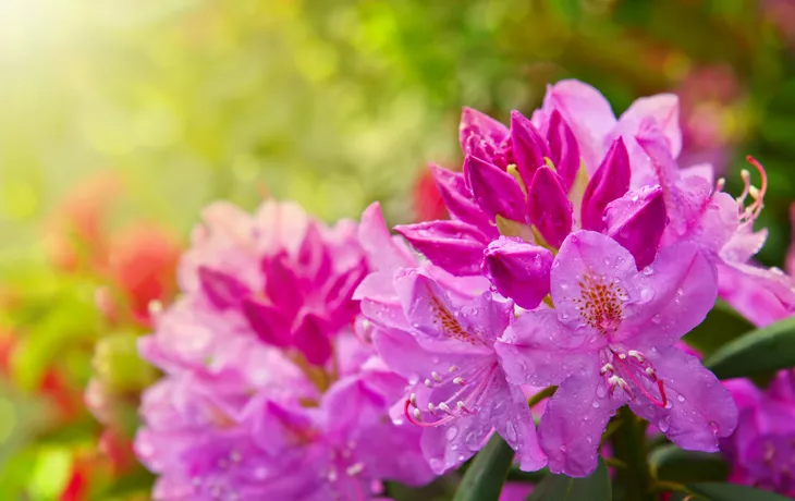 Schöner rosa Rhododendron. - ©Swetlana Wall - stock.adobe.com