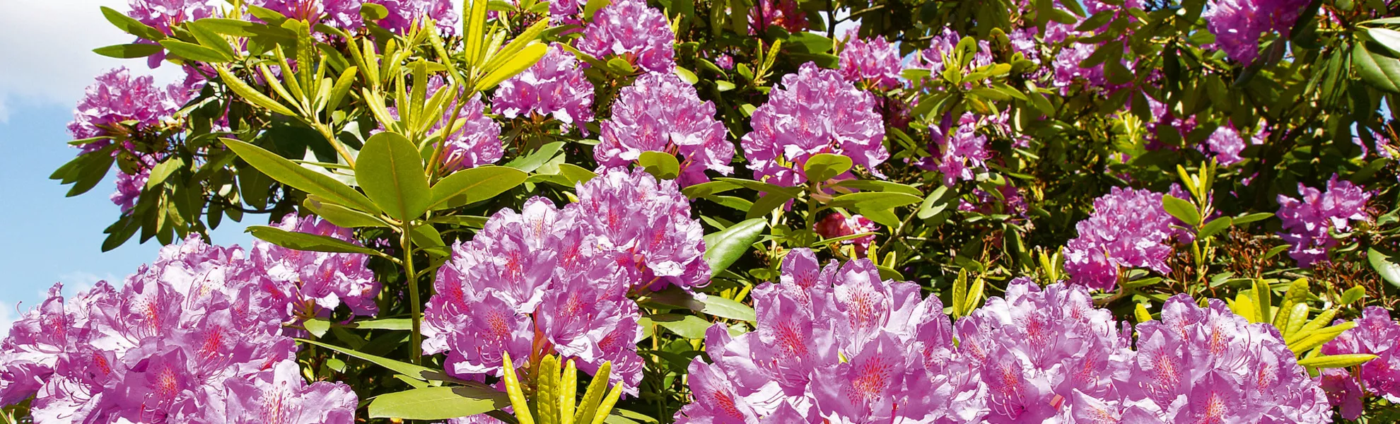 Rhododendron - © Johanna Mühlbauer - Fotolia