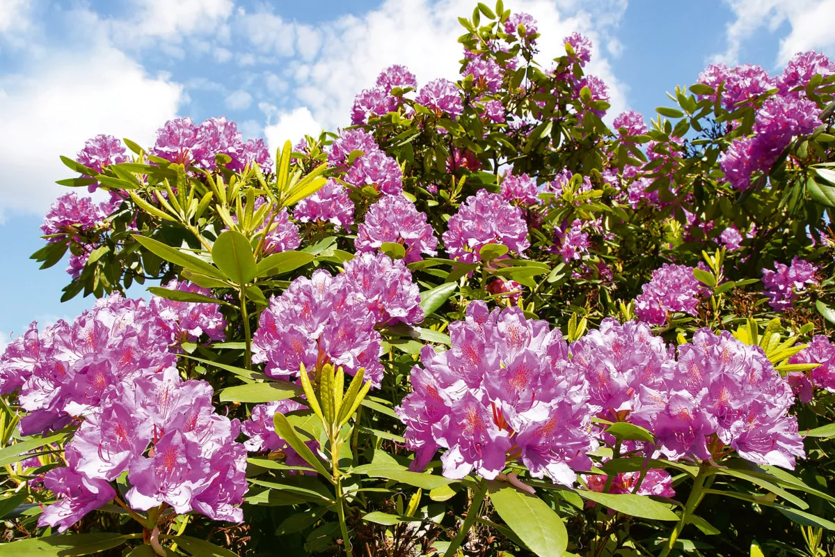 Rhododendron - © Johanna Mühlbauer - Fotolia