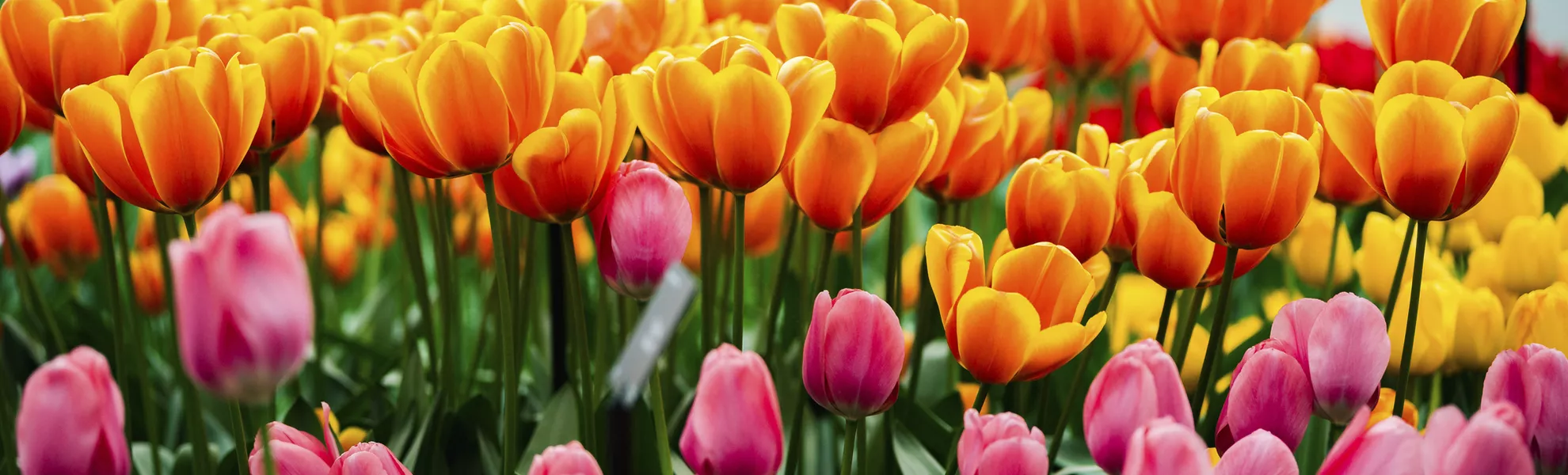 Tulpe, Keukenhof