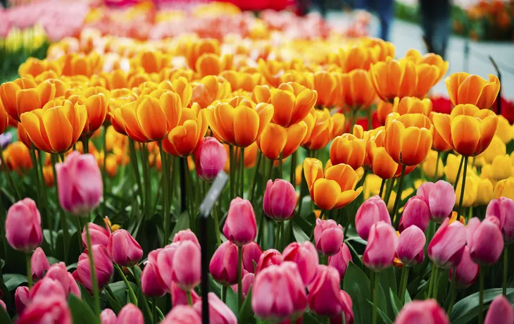 Tulpe, Keukenhof