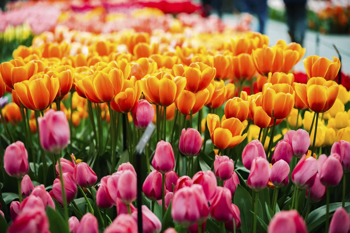 Tulpe, Keukenhof