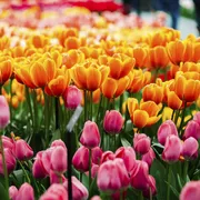 Tulpe, Keukenhof