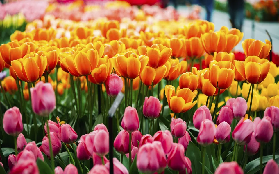 Tulpe, Keukenhof