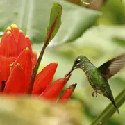 Kolibri