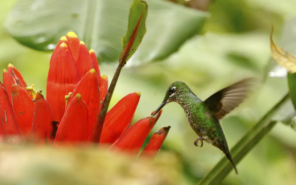 Kolibri