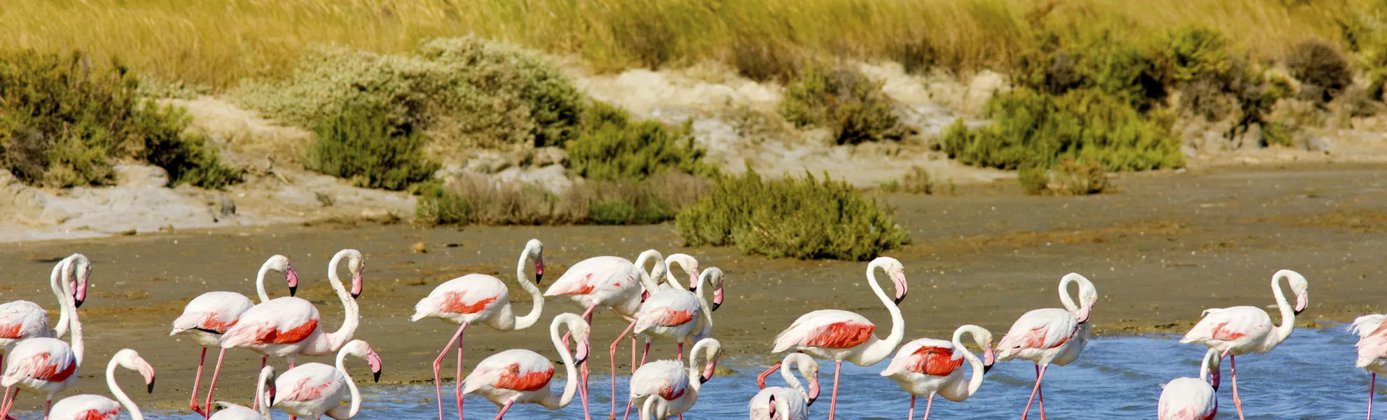 Flamingos in der Camargue - © Richard Semik - stock.adobe.com