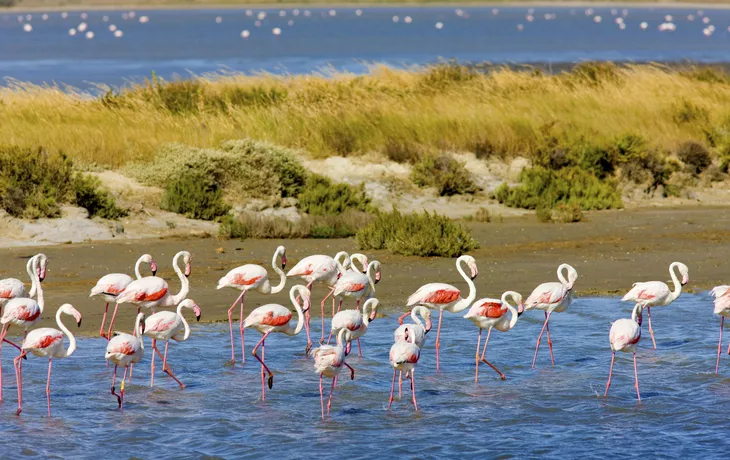 © Richard Semik - stock.adobe.com - Flamingos in der Camargue