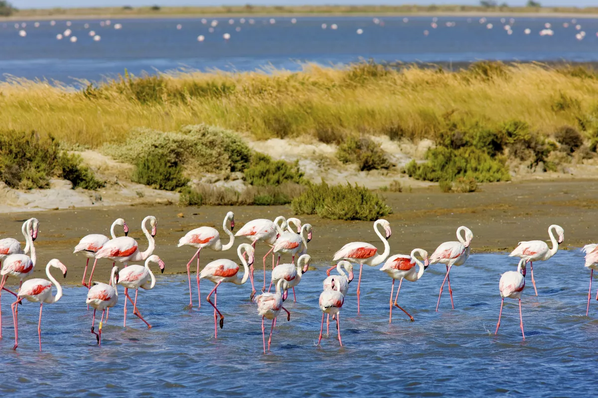Flamingos in der Camargue - © Richard Semik - stock.adobe.com