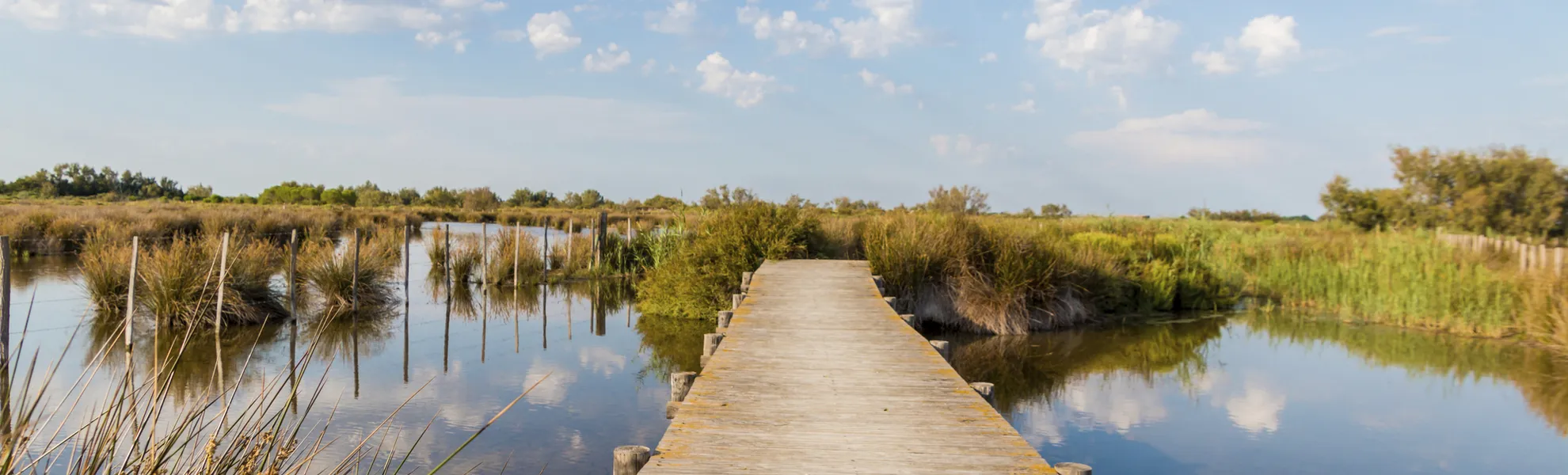 Holzsteg im Sumpfgebiet in der Camargue