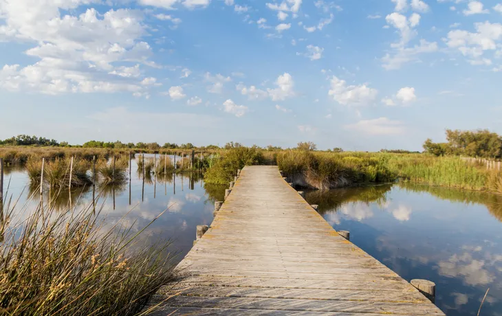 Holzsteg im Sumpfgebiet in der Camargue
