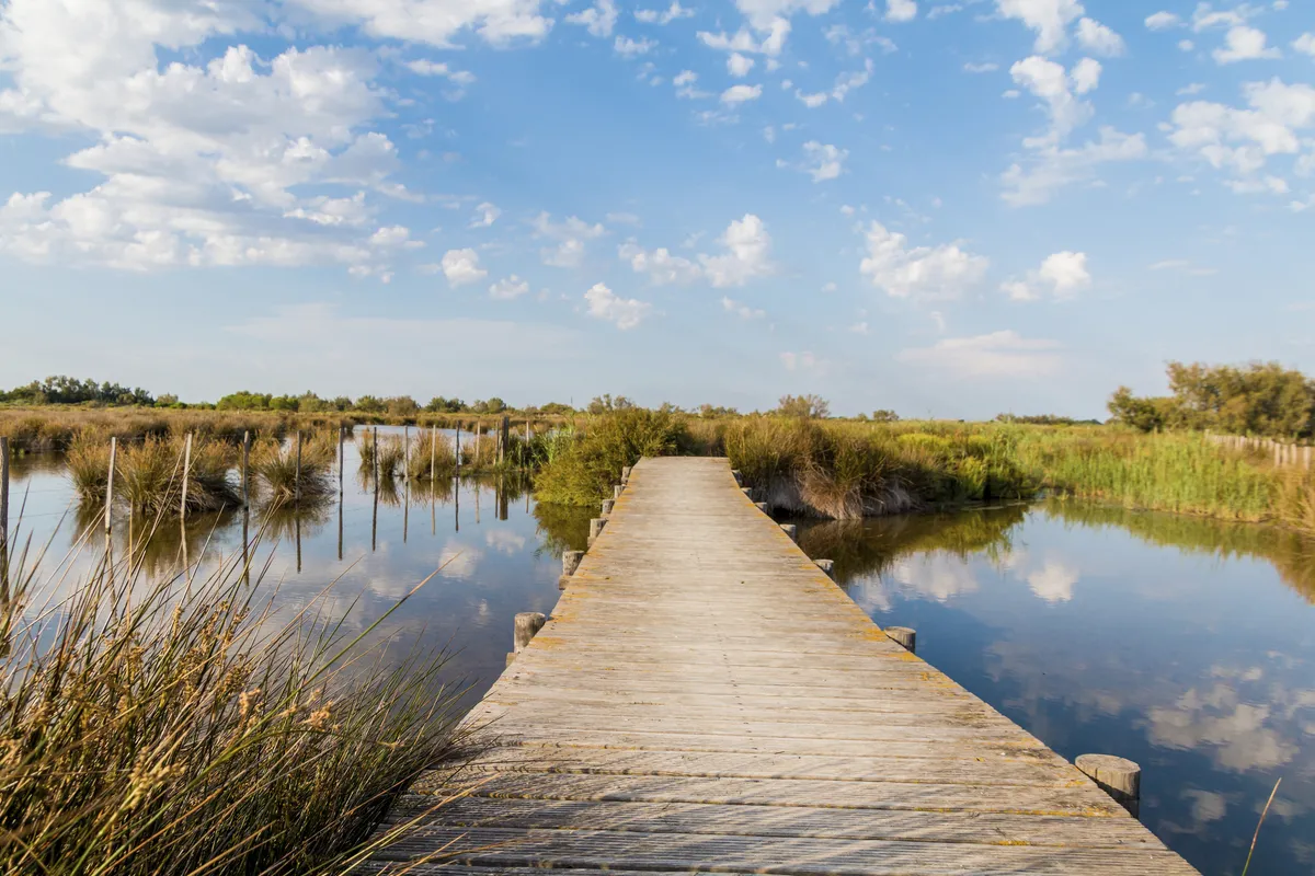 Holzsteg im Sumpfgebiet in der Camargue