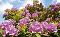 © Johanna Mühlbauer - Fotolia