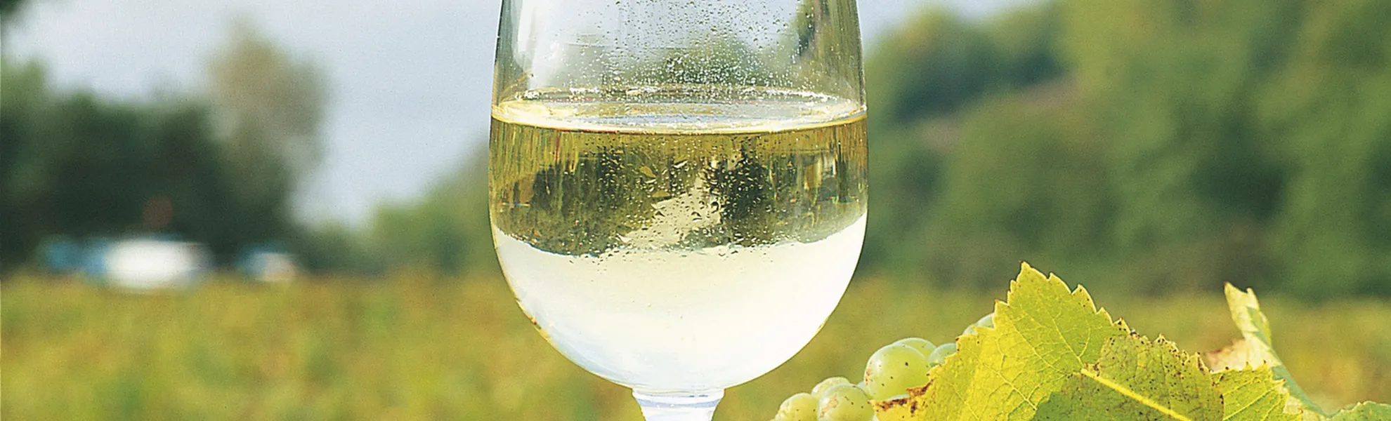 Der Muscadet, ein trockener Weisswein der Sorte Melon de Bourgogne, gedeiht im Loiretal - © Â©Bertrand photos - stock.adobe.com