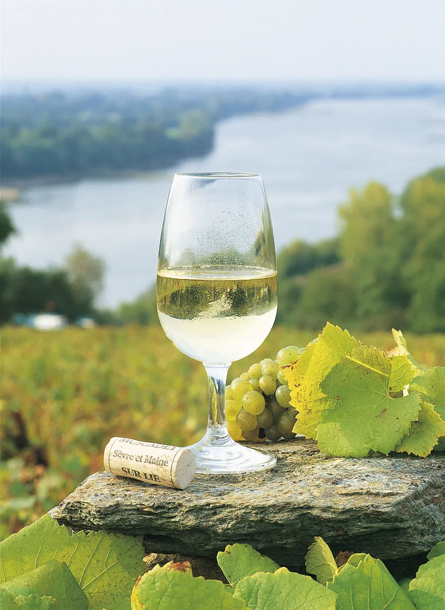 Der Muscadet, ein trockener Weisswein der Sorte Melon de Bourgogne, gedeiht im Loiretal - © Â©Bertrand photos - stock.adobe.com