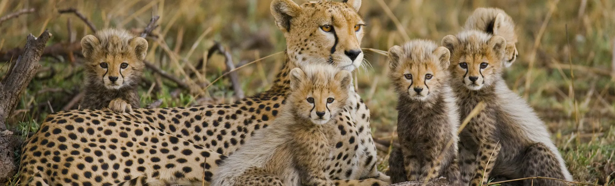 Geparden - © ©gudkovandrey - stock.adobe.com