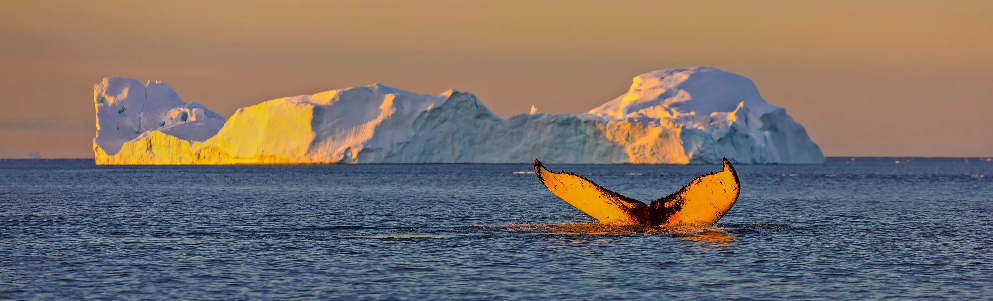 Whale whatching nahe Jakobshavn-Gletscher auf Grönland - © vadim_petrakov - stock.adobe.com