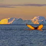 Whale whatching nahe Jakobshavn-Gletscher auf Grönland