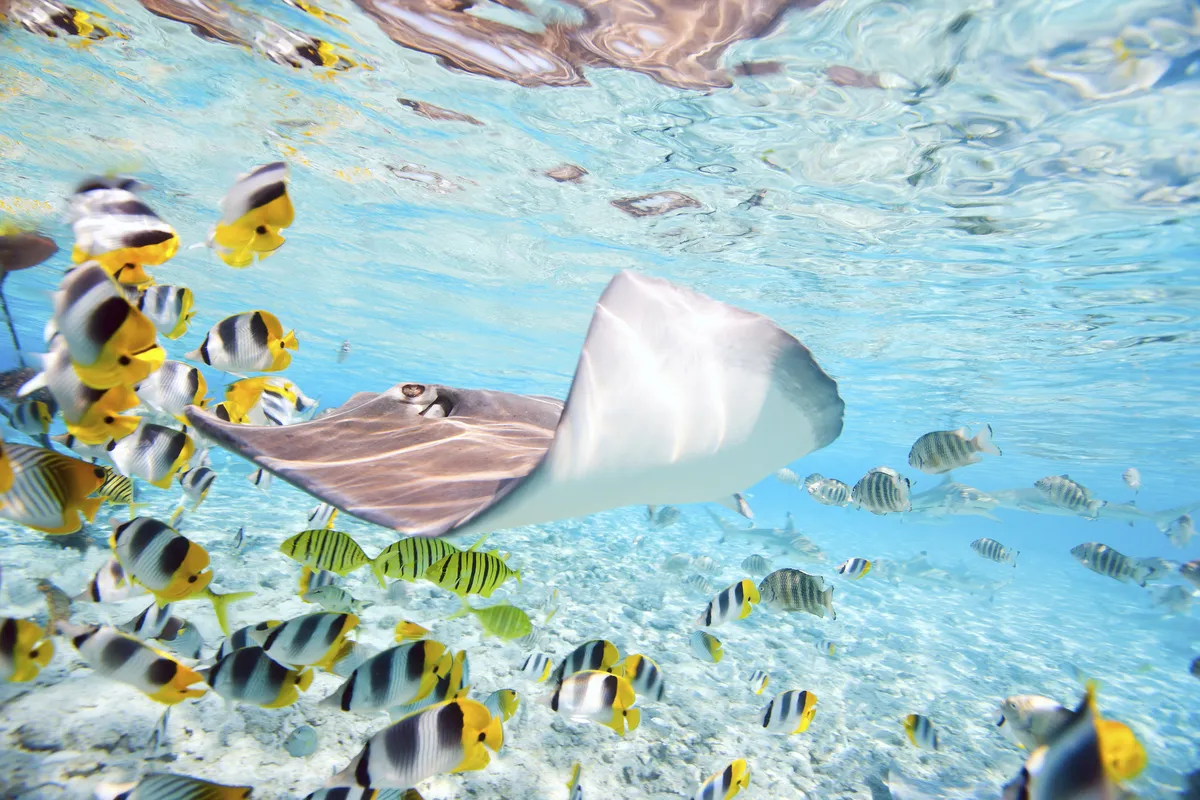 Stechrochen, Bora Bora-Atoll - © Getty Images/iStockphoto