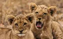 © NFSR - stock.adobe.com