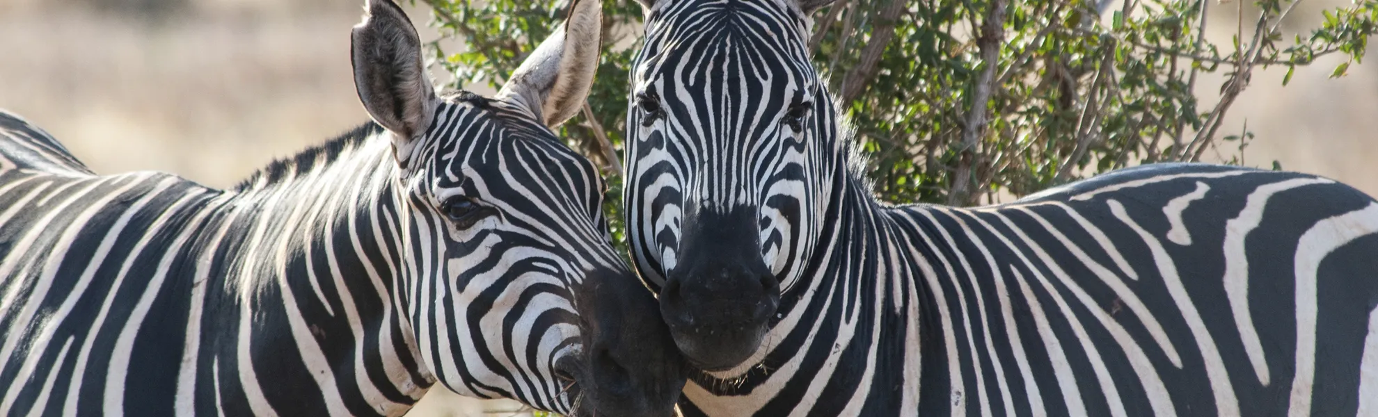 Zebras - © Getty Images/iStockphoto