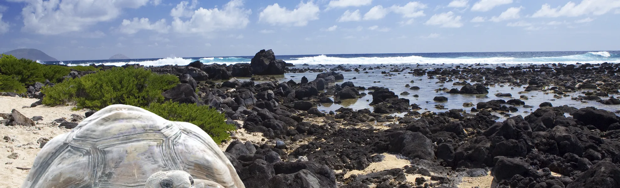 Riesenschildkröte, Galapagosinseln - © Konstantin Kulikov - Fotolia