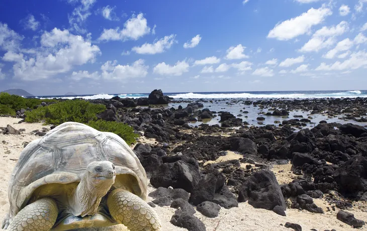 Riesenschildkröte, Galapagosinseln - © Konstantin Kulikov - Fotolia