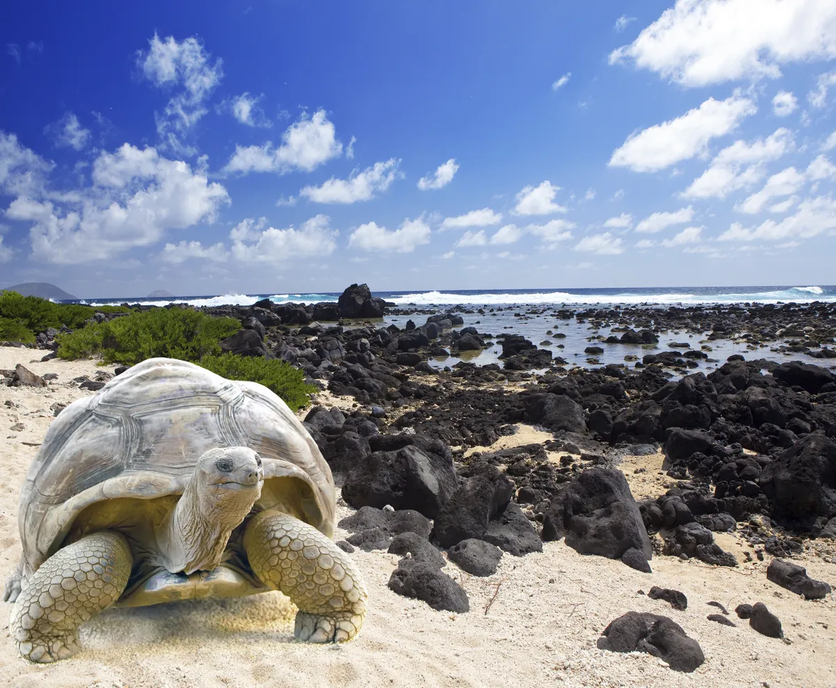Riesenschildkröte, Galapagosinseln - © Konstantin Kulikov - Fotolia