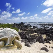 Riesenschildkröte, Galapagosinseln